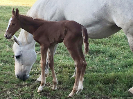 Mares and Foals